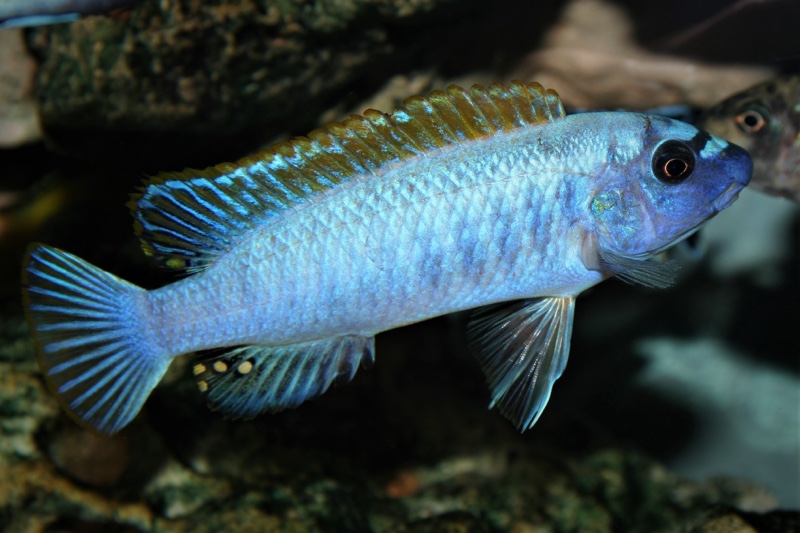 Labeotropheus trewavasae 'Thumbi West Island'